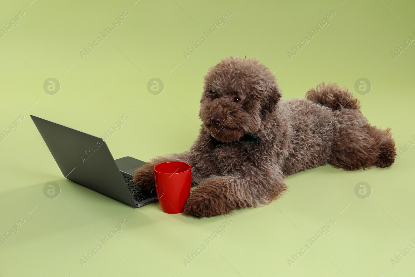 Photo of Cute Toy Poodle dog near laptop and cup on green background