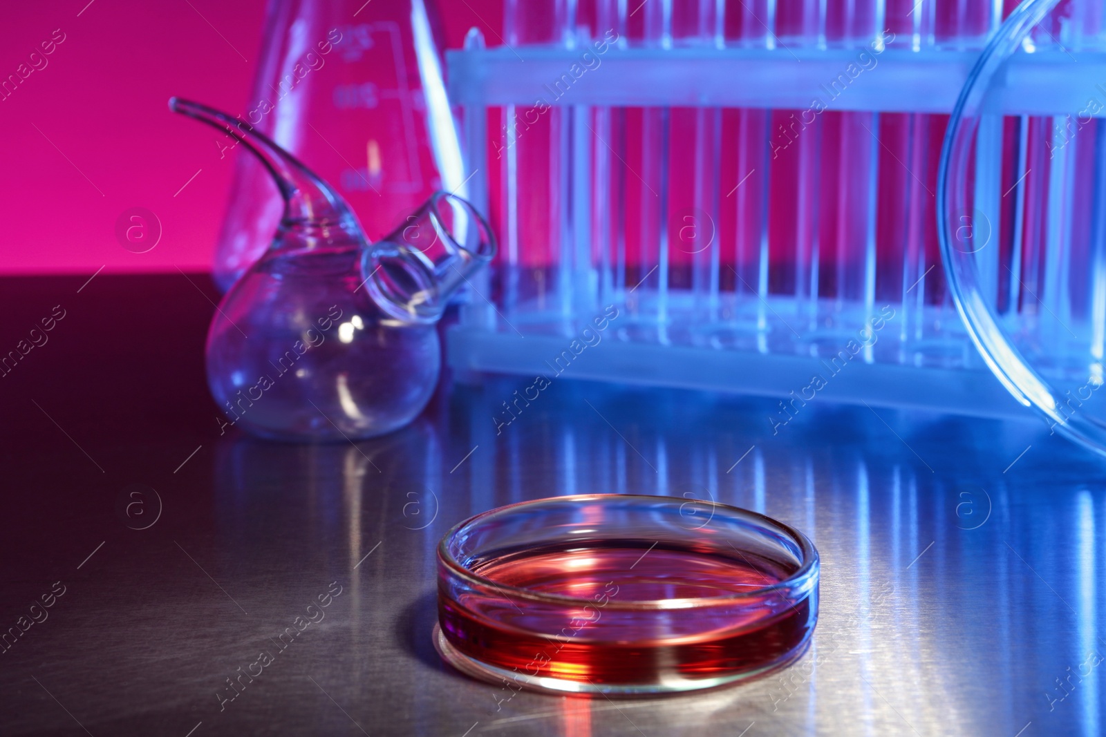 Photo of Petri dish with red liquid on grey table in laboratory. Space for text