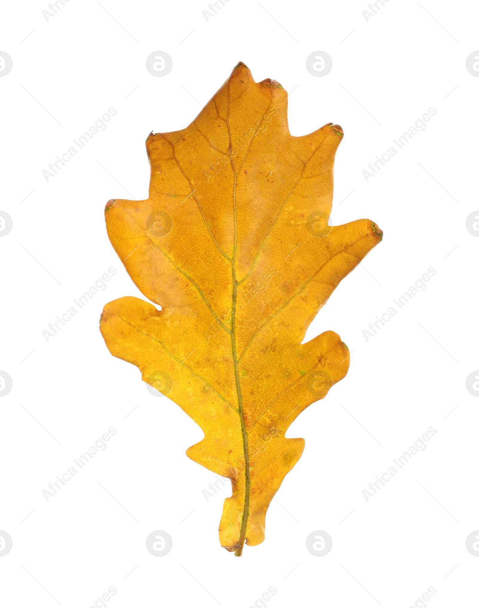 Photo of Beautiful autumn leaf on white background. Fall foliage