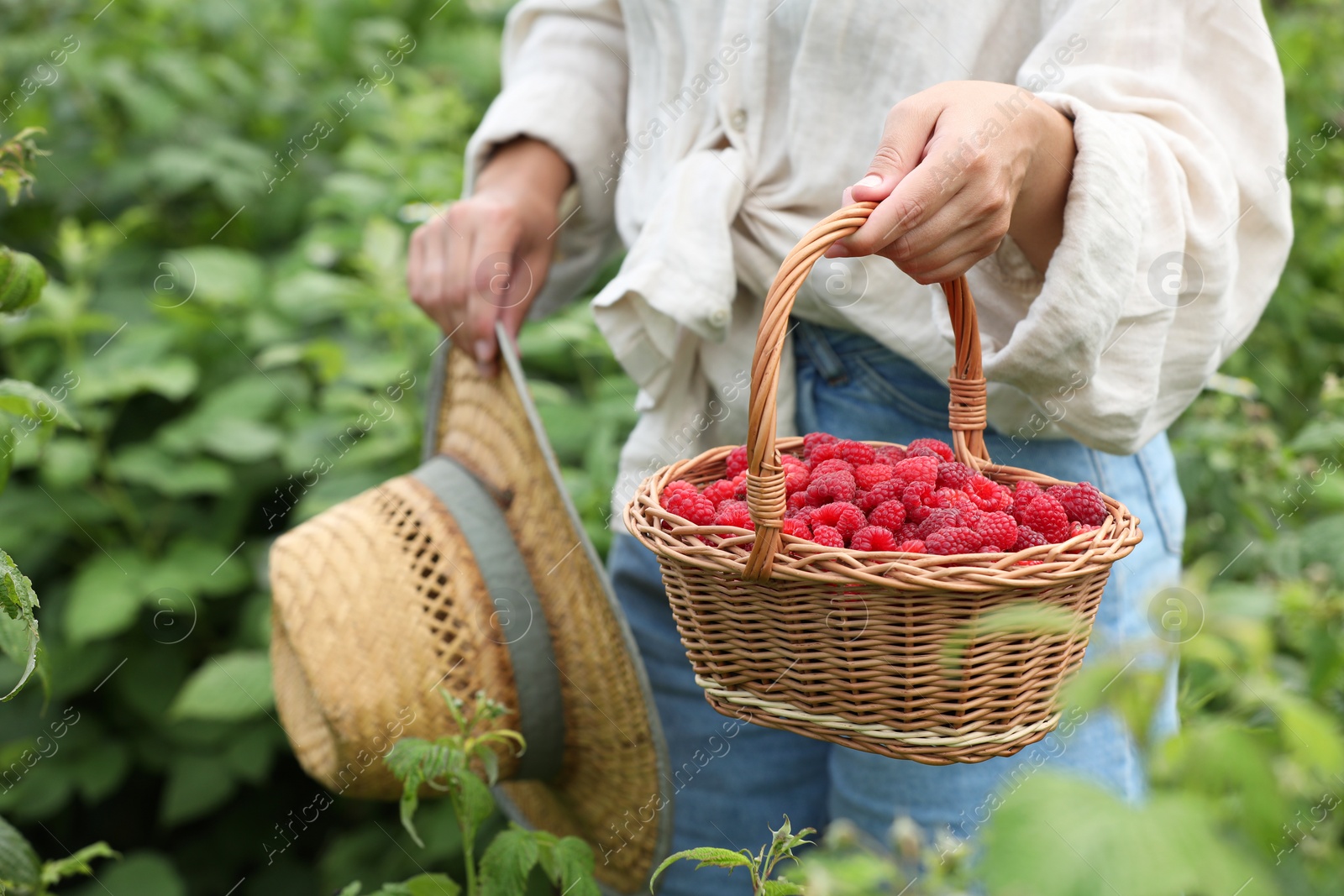 Photo of Woman holding wicker basket with ripe raspberries outdoors, closeup