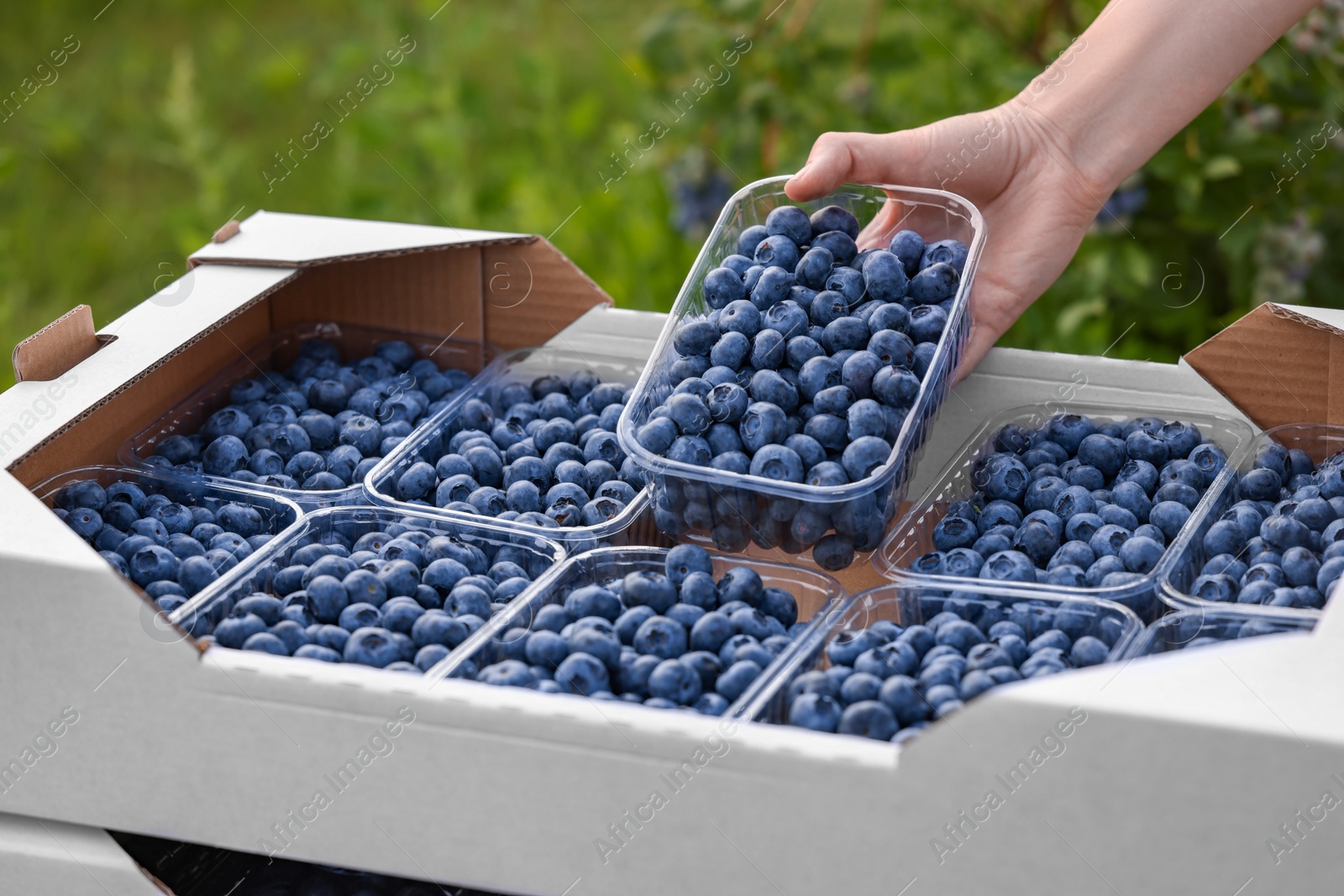 Photo of Woman with containers of fresh blueberries outdoors, closeup. Seasonal berries