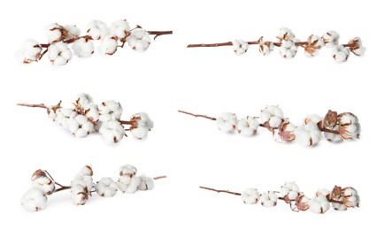 Image of Set of dried cotton branches with fluffy flowers on white background