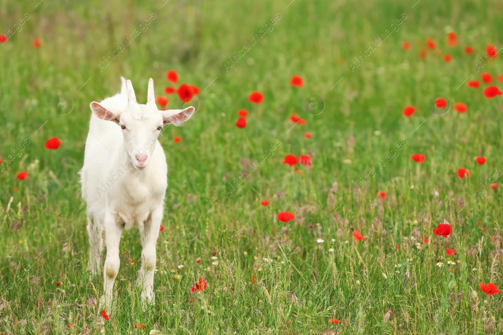 Photo of Cute goat in field, space for text. Animal husbandry