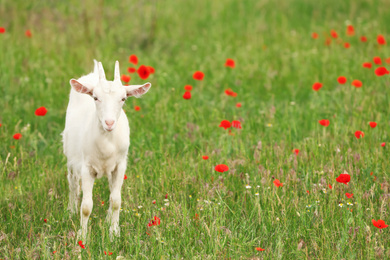 Photo of Cute goat in field, space for text. Animal husbandry