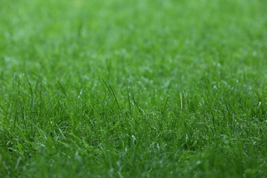 Photo of Fresh green grass with water drops growing outdoors in summer, closeup