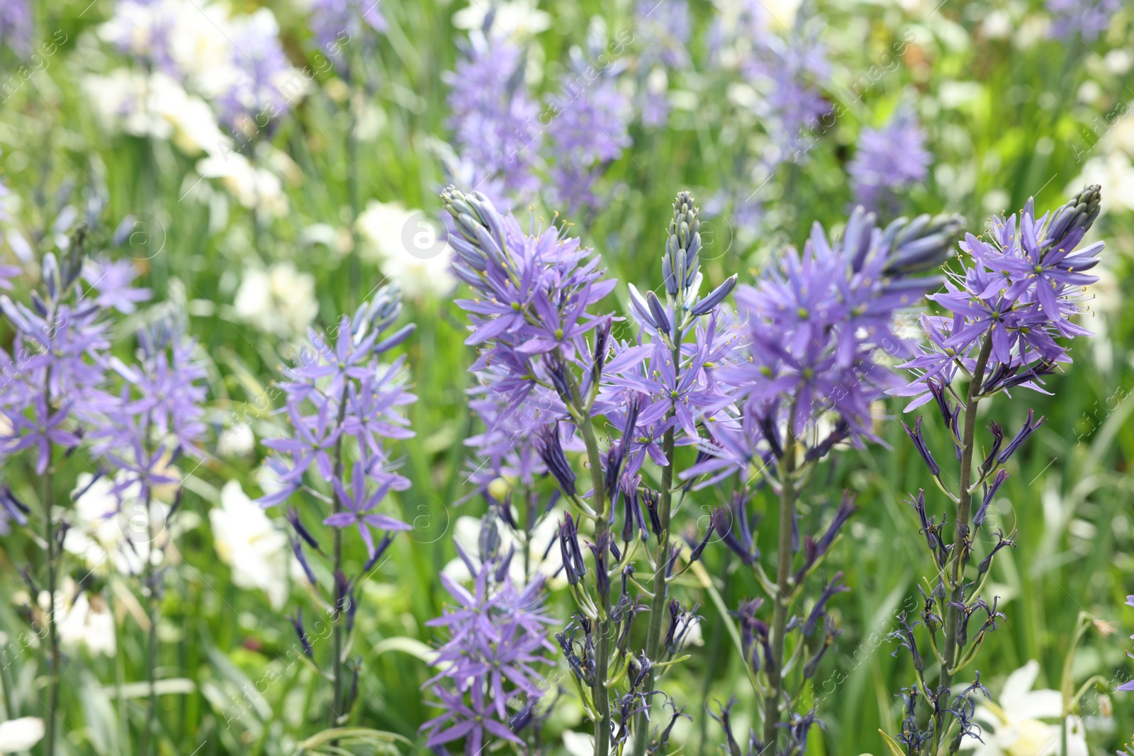 Photo of Beautiful Camassia flowers growing outdoors, closeup view. Spring season