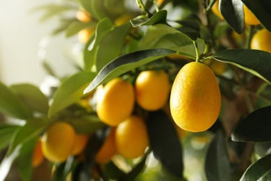 Photo of Kumquat tree with ripening fruits outdoors, closeup