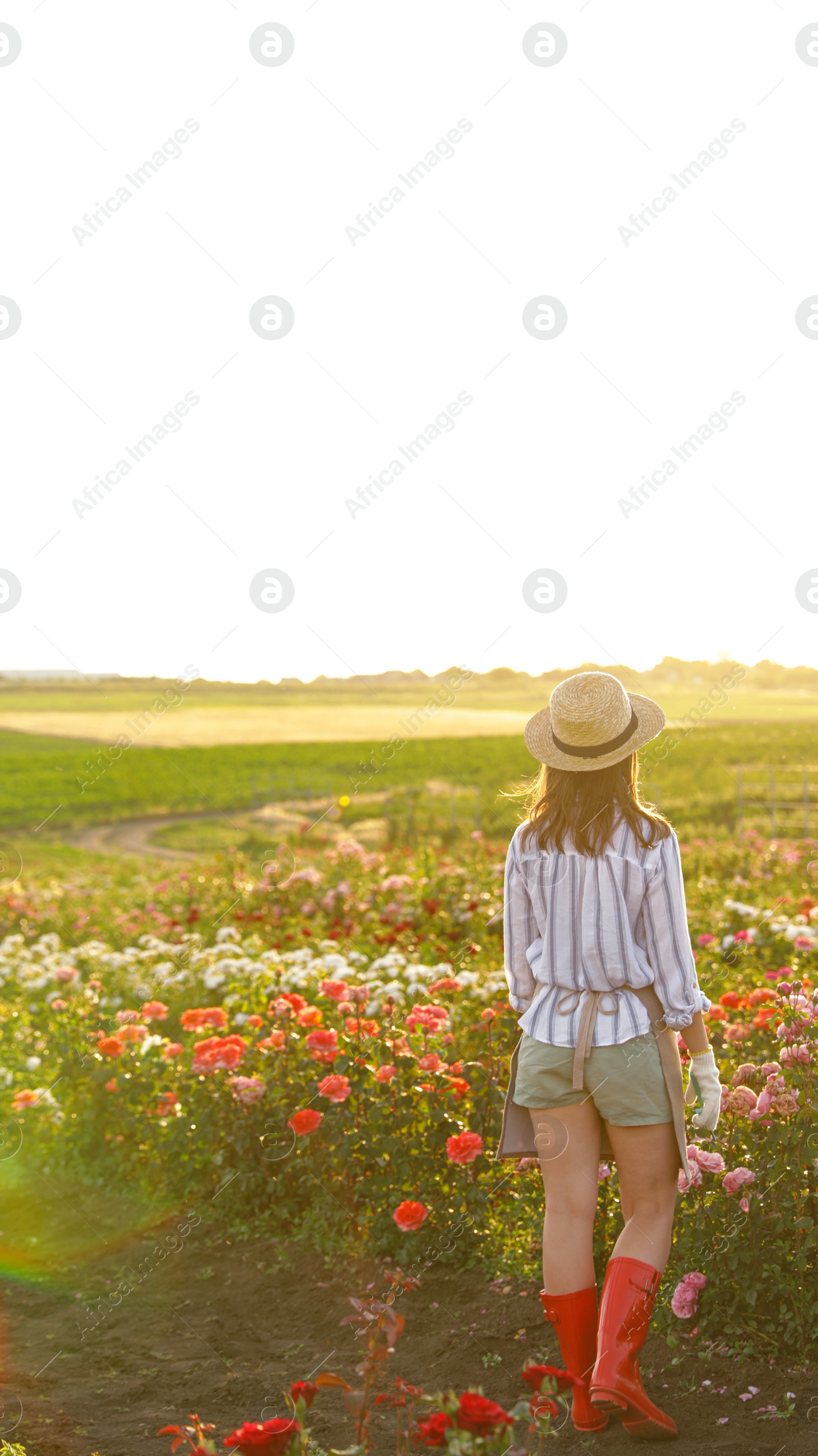 Photo of Woman near rose bushes in garden on sunny day