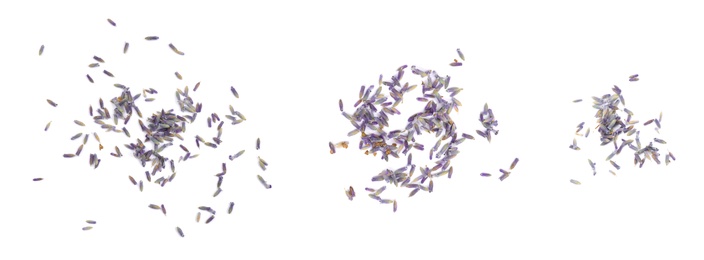 Image of Set with heaps of lavender flowers on white background. Banner design 