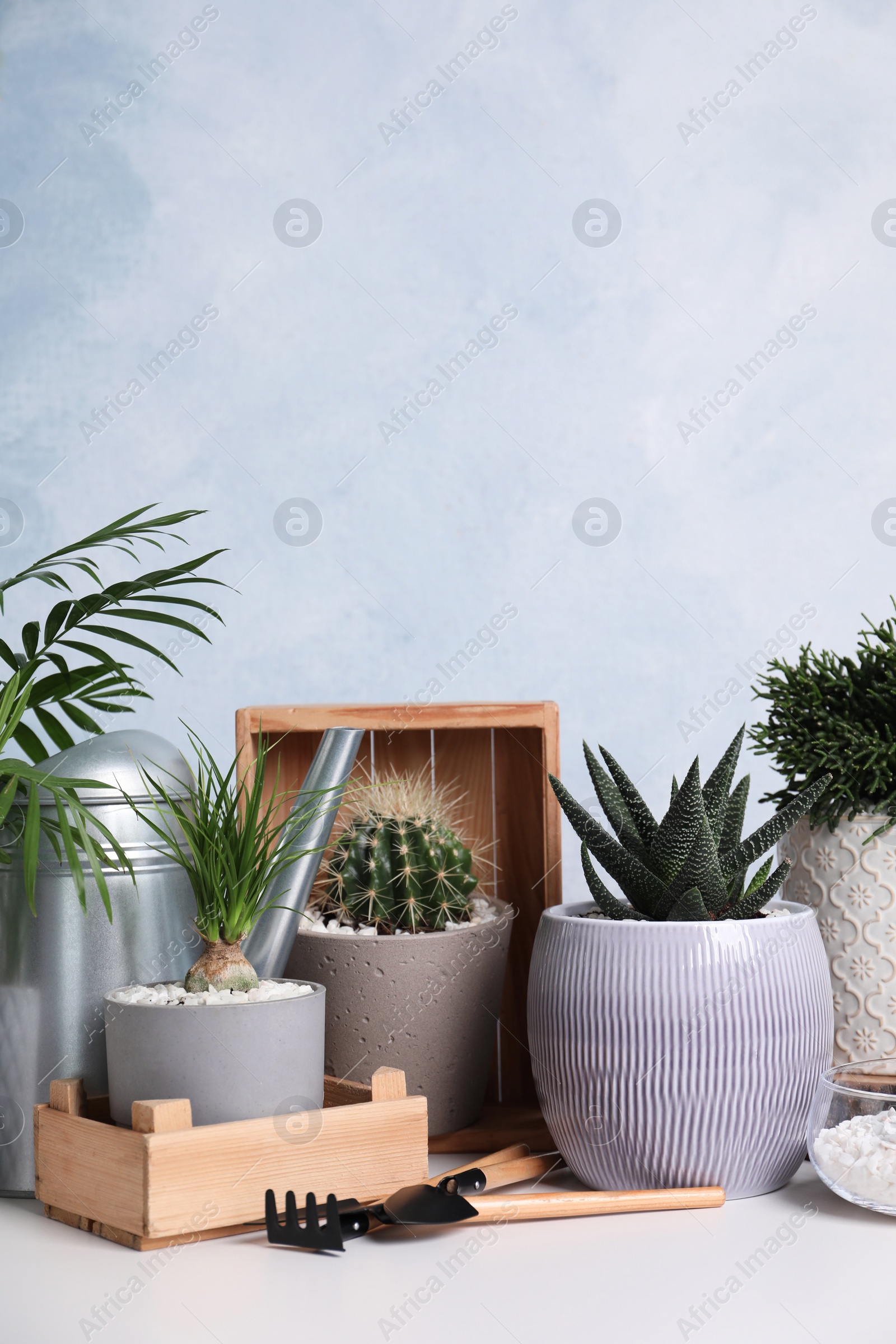 Photo of Different house plants in pots with gardening tools on white table