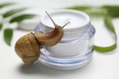 Photo of Snail and jar with cream on white background, closeup