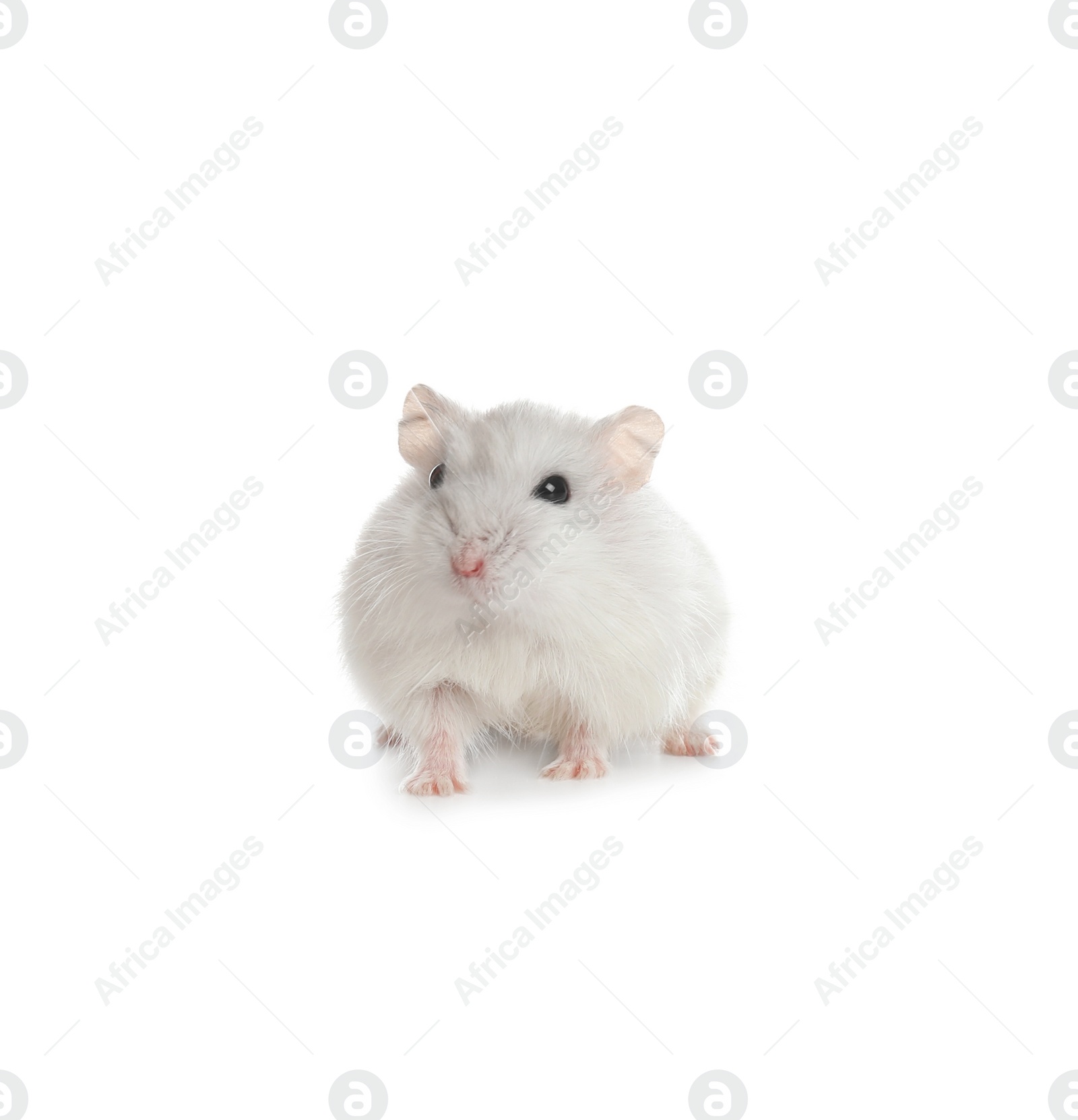 Photo of Cute funny pearl hamster on white background