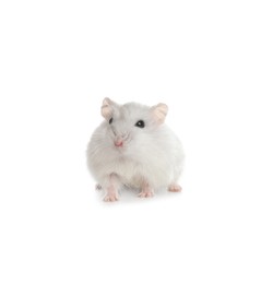 Cute funny pearl hamster on white background