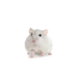 Photo of Cute funny pearl hamster on white background