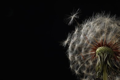 Photo of Beautiful dandelion flower on black background, closeup. Space for text
