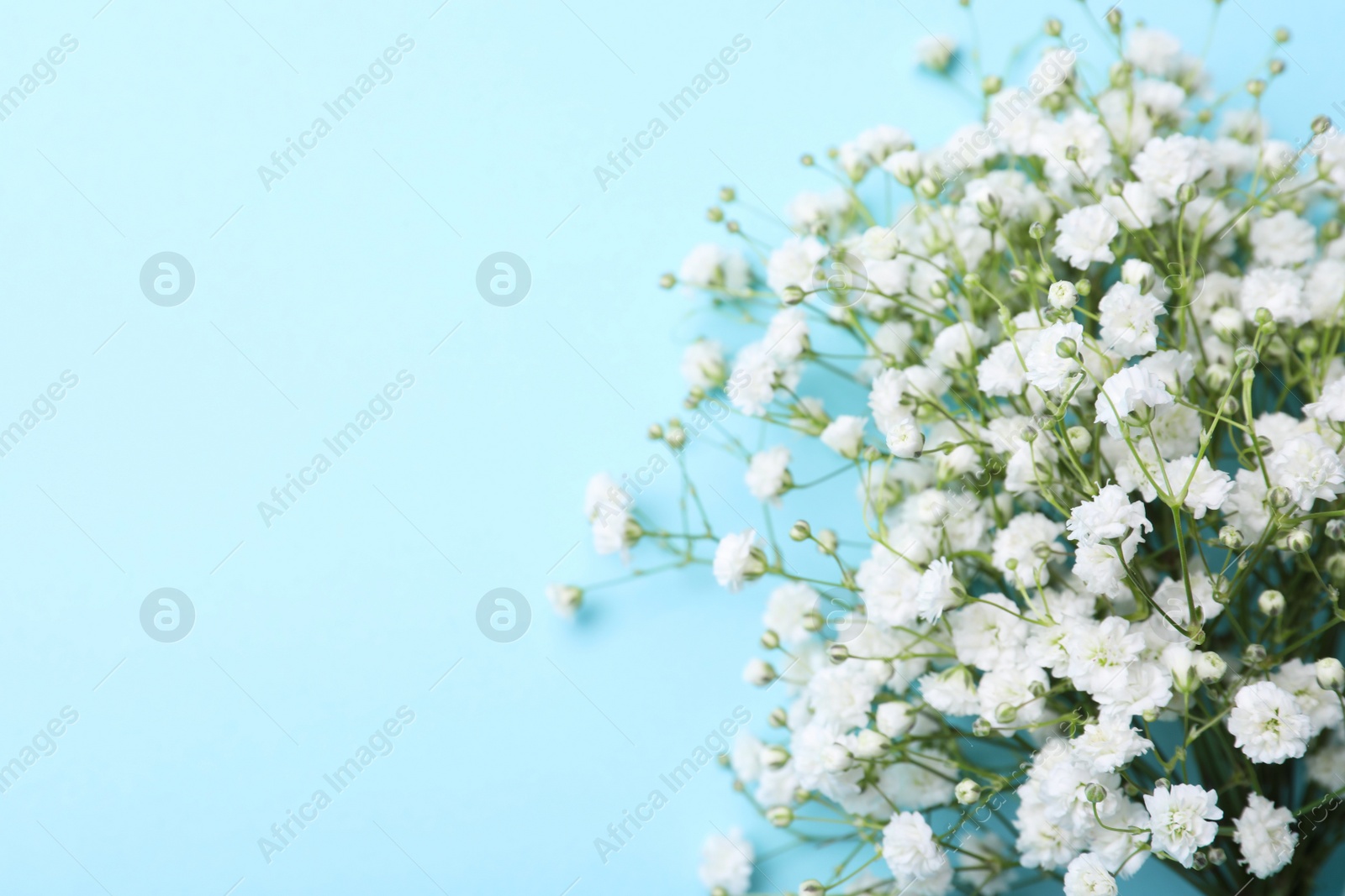 Photo of Beautiful gypsophila flowers on light blue background, top view. Space for text