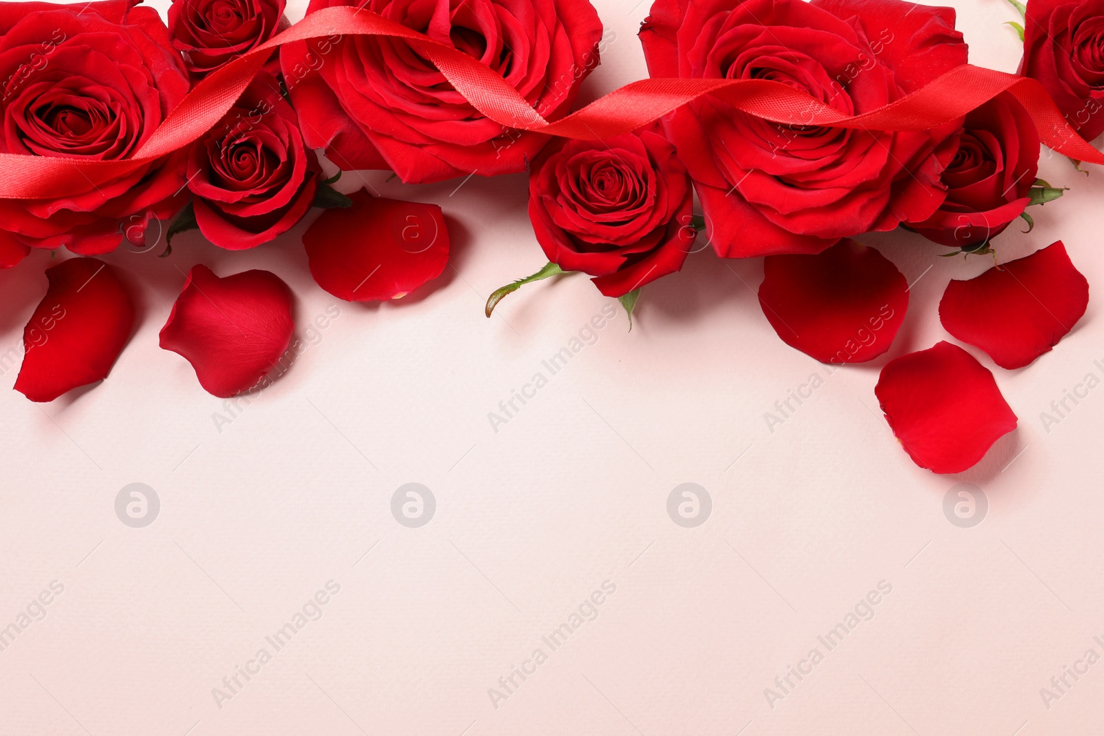 Photo of Beautiful red roses, petals and ribbon on pale pink background, flat lay. Space for text