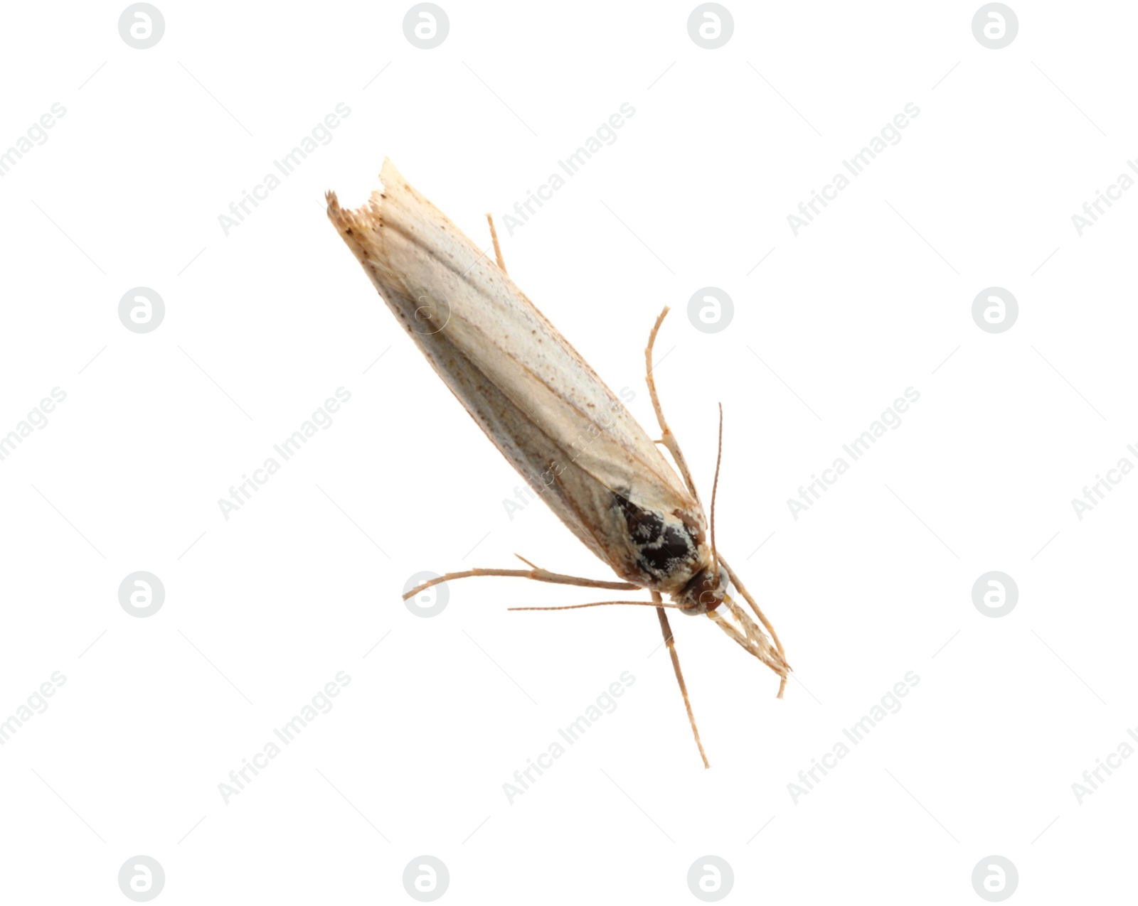 Photo of Single chrysoteuchia culmella moth isolated on white, top view