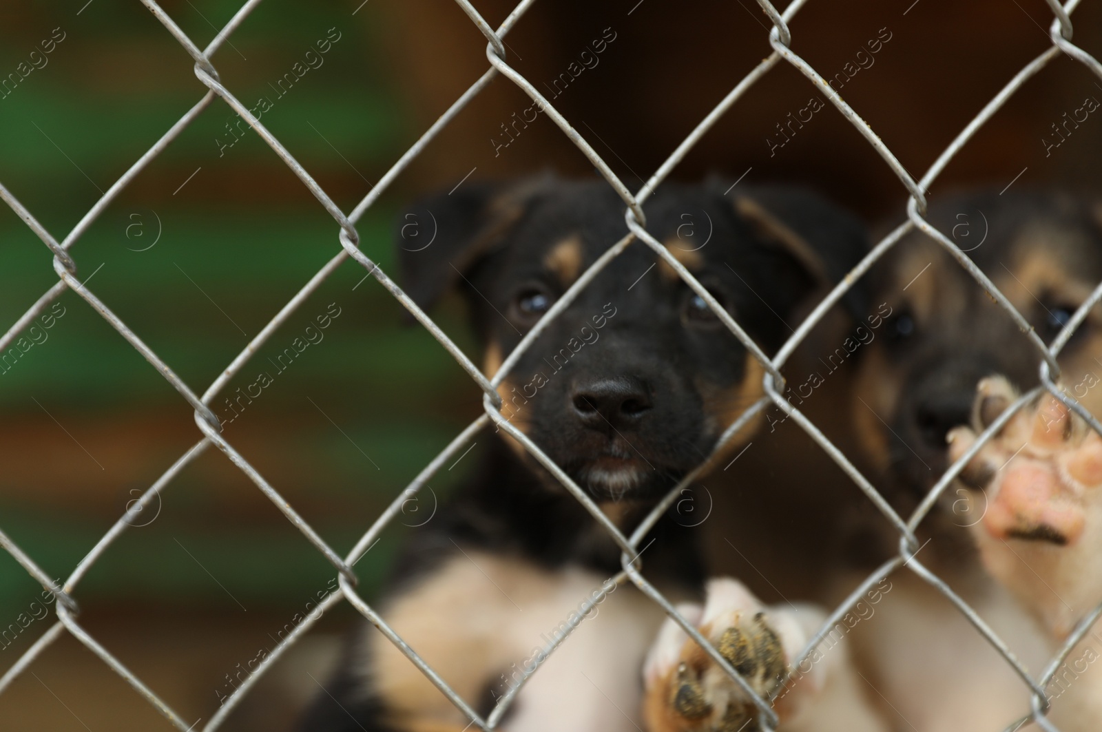 Photo of Cage with homeless dogs in animal shelter. Concept of volunteering