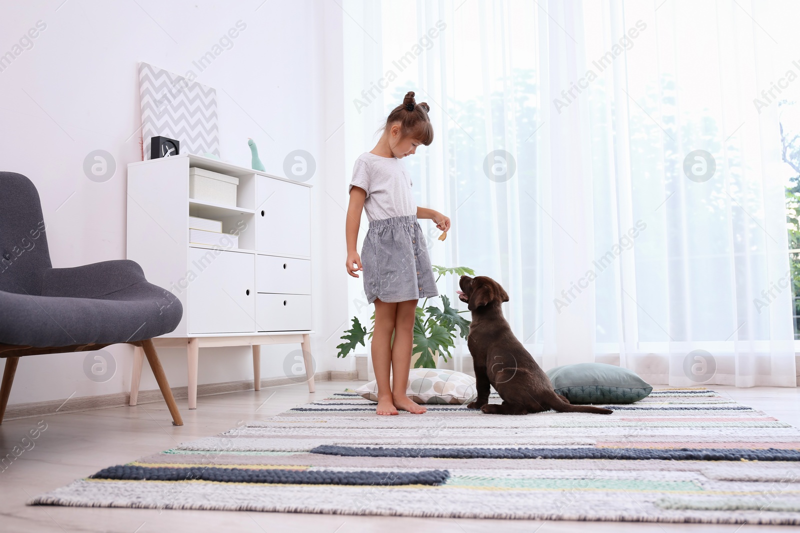 Photo of Adorable chocolate labrador retriever and little girl at home