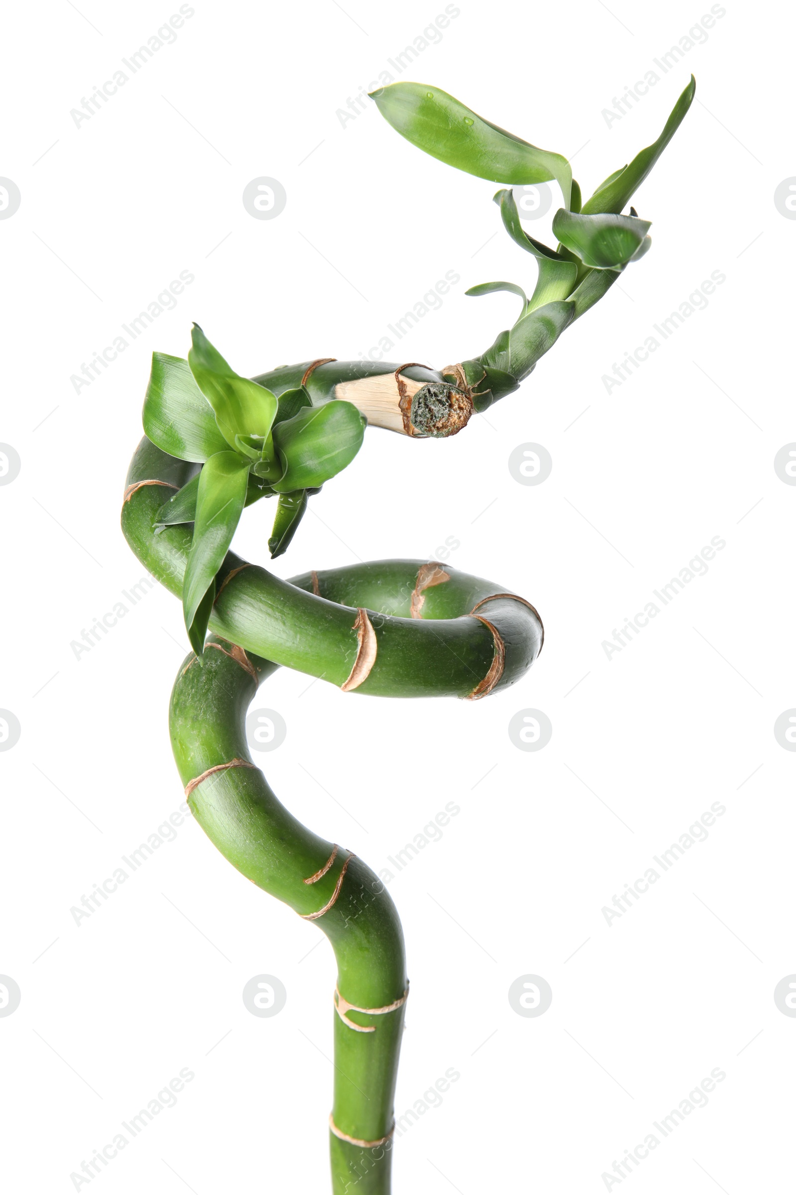 Photo of Beautiful green bamboo stem with leaves isolated on white