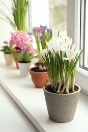 Photo of Beautiful crocuses in flowerpot on window sill indoors