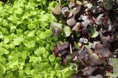 Photo of Different fresh natural microgreens as background, top view