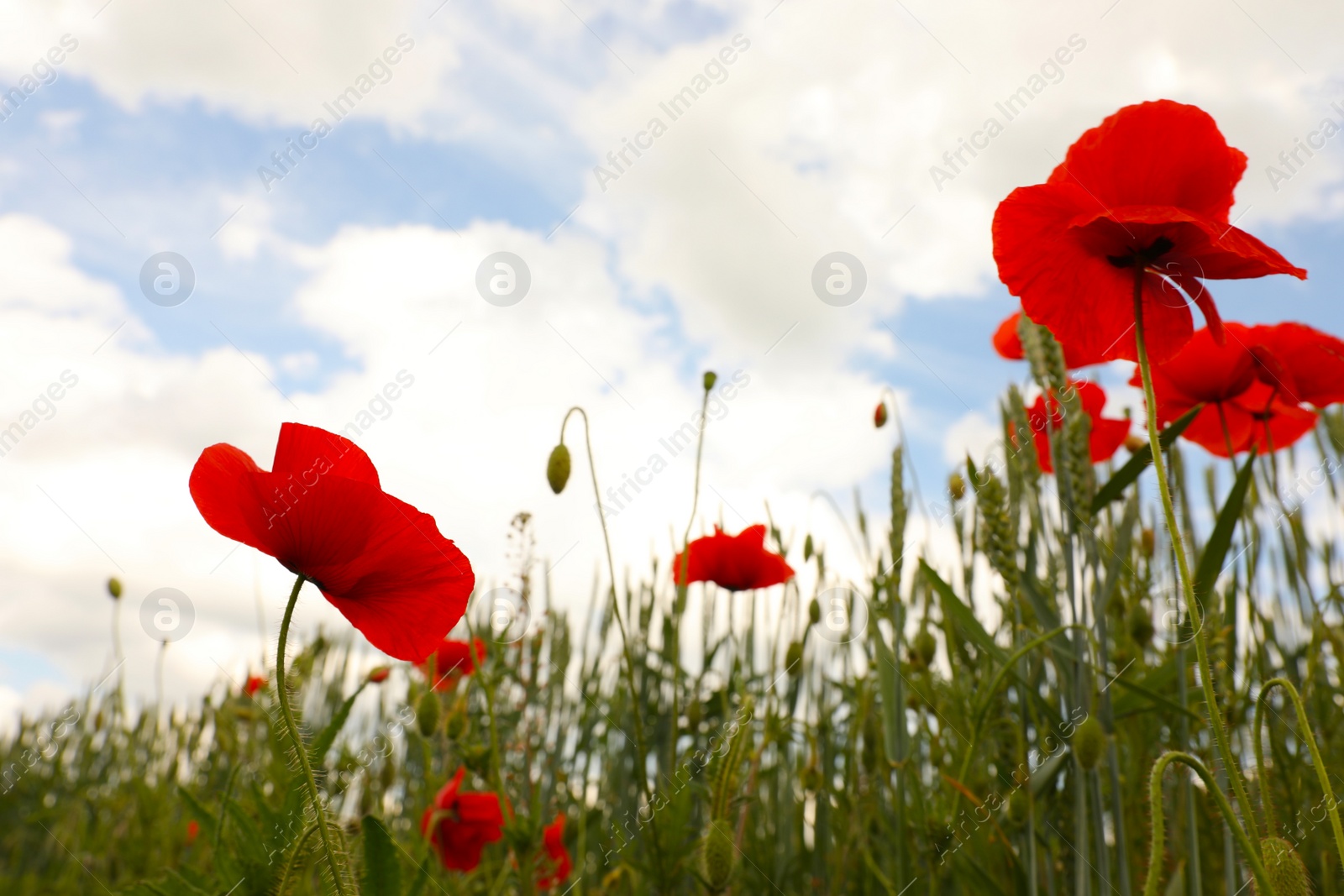 Photo of Beautiful red poppy flowers growing in field, closeup