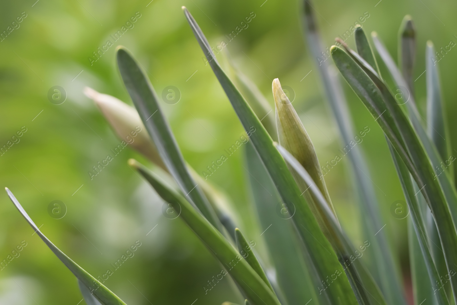 Photo of Daffodil plants growing in garden, closeup. Spring flowers