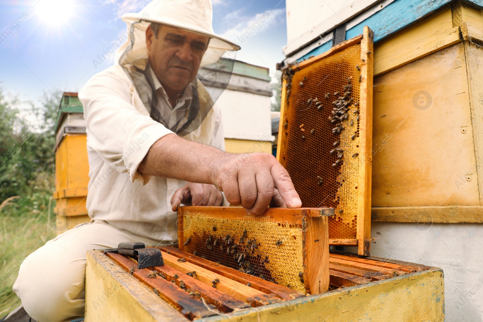 Photo of Beekeeper in uniform taking frame from hive at apiary. Harvesting honey