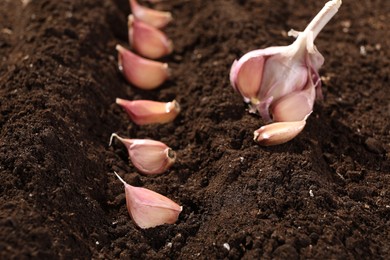 Photo of Head and cloves of garlic on fertile soil, closeup. Vegetable planting