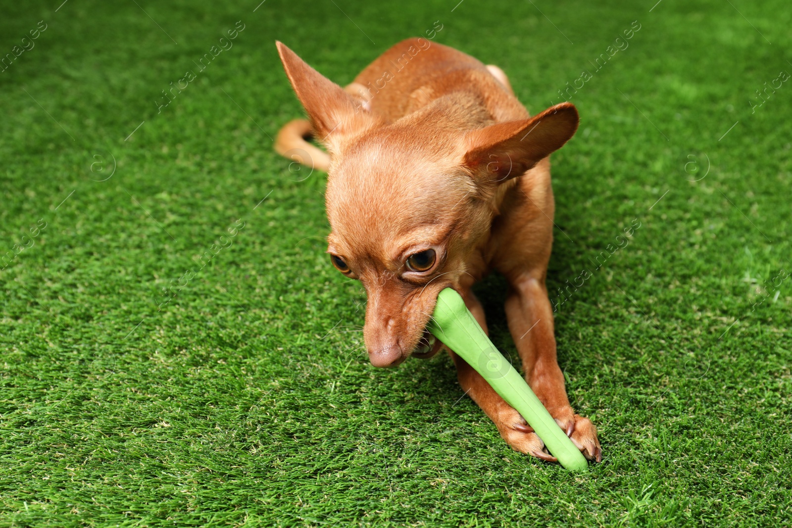 Photo of Cute toy terrier with bone on artificial grass, space for text. Domestic dog