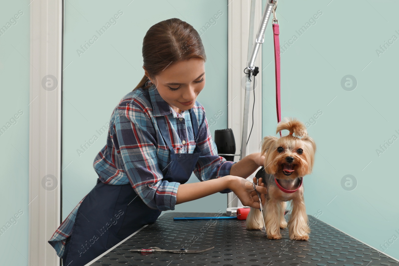 Photo of Professional groomer giving stylish haircut to cute dog in pet beauty salon