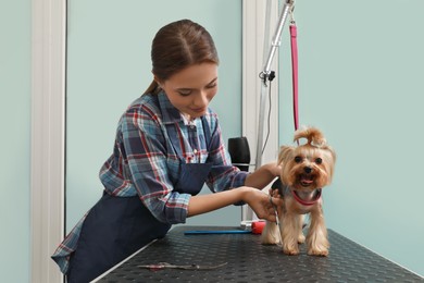 Professional groomer giving stylish haircut to cute dog in pet beauty salon