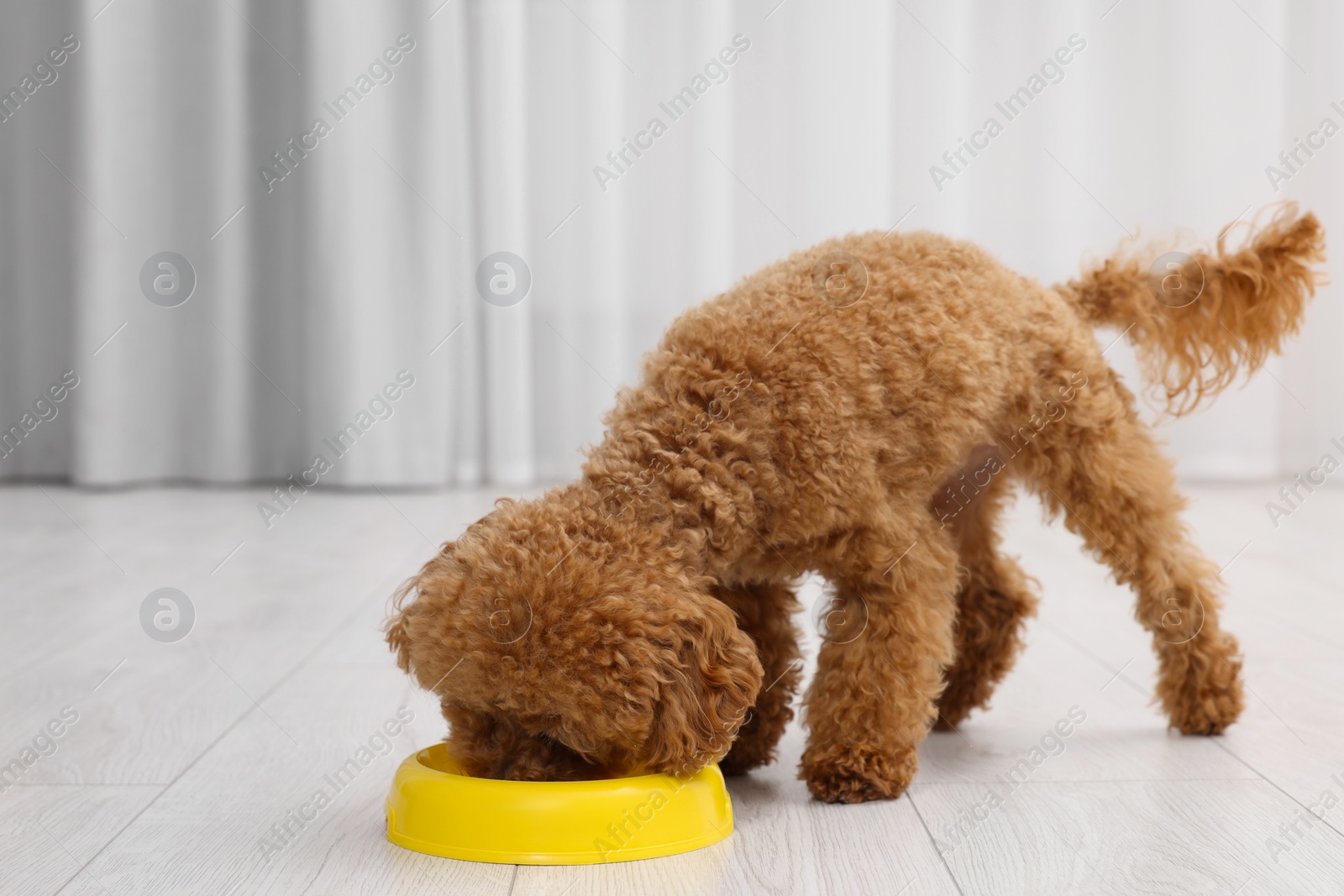 Photo of Cute Maltipoo dog feeding from plastic bowl indoors. Lovely pet