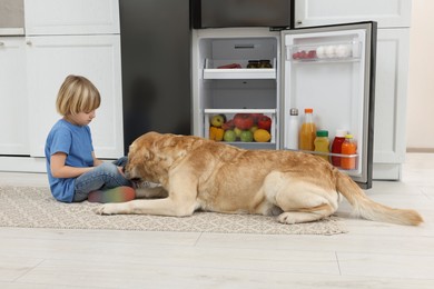 Photo of Little boy feeding cute Labrador Retriever near refrigerator in kitchen