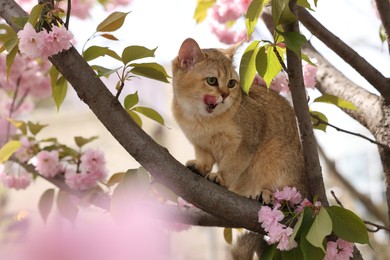 Cute cat on spring tree branch with beautiful blossoms outdoors