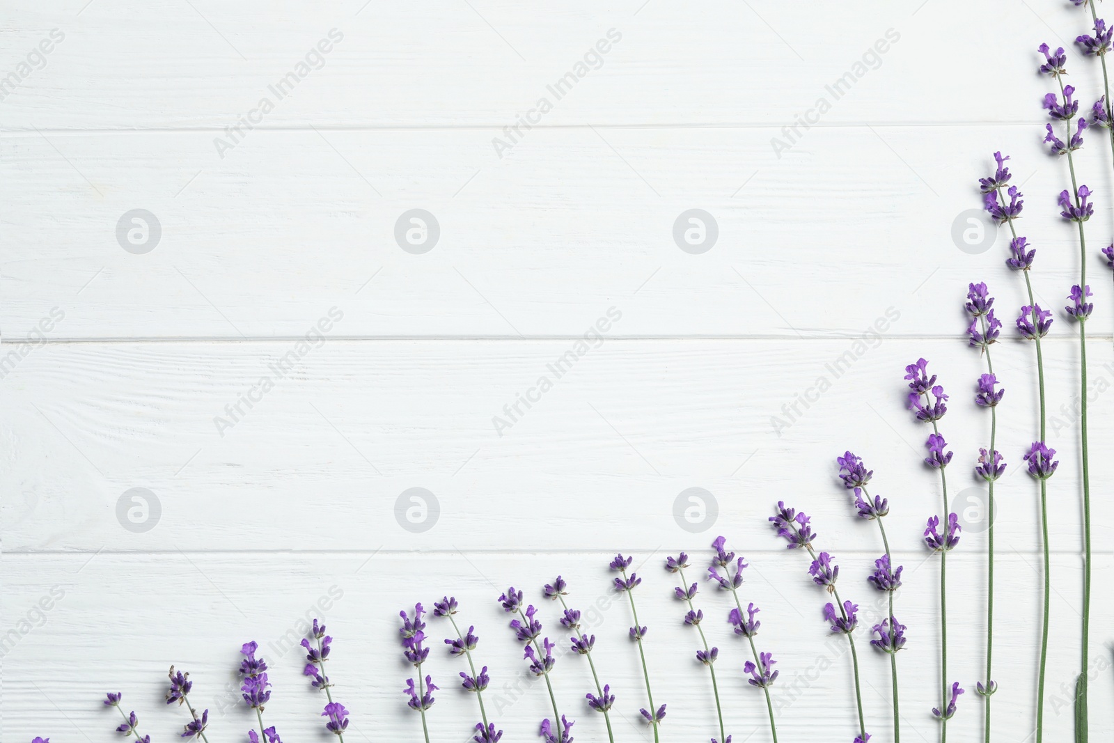 Photo of Beautiful fresh lavender flowers on white wooden background, flat lay. Space for text