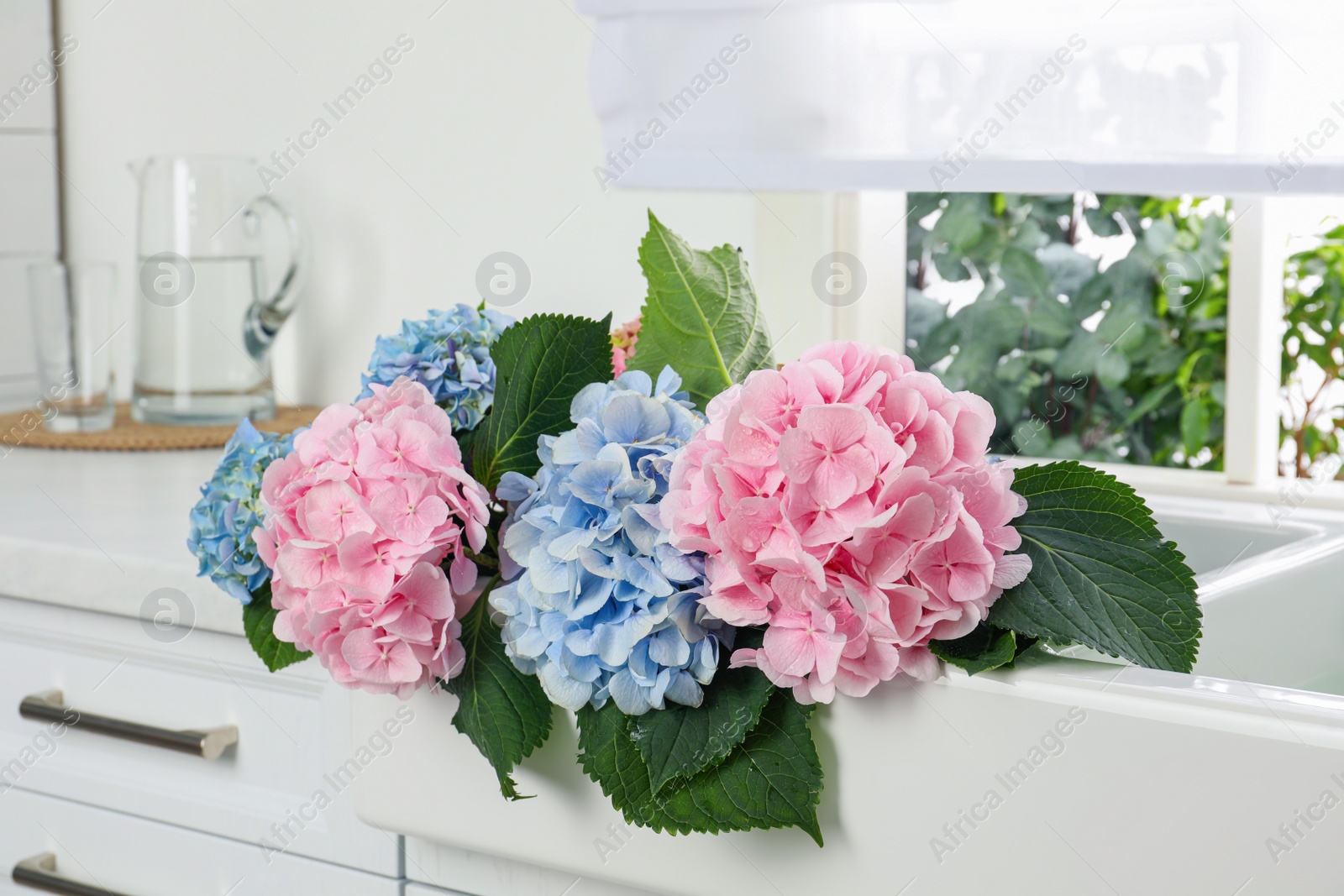 Photo of Beautiful light blue and pink hortensia flowers in kitchen sink