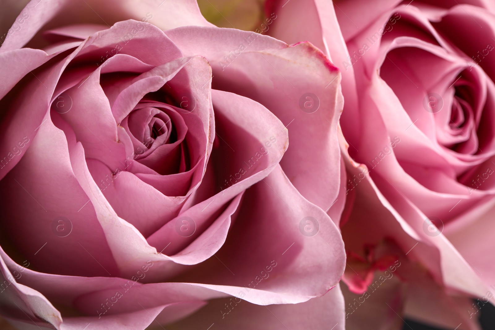 Photo of Beautiful fresh roses as background, closeup view. Floral decor