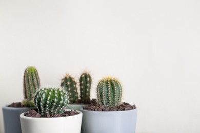 Photo of Many different beautiful cacti against beige wall, space for text