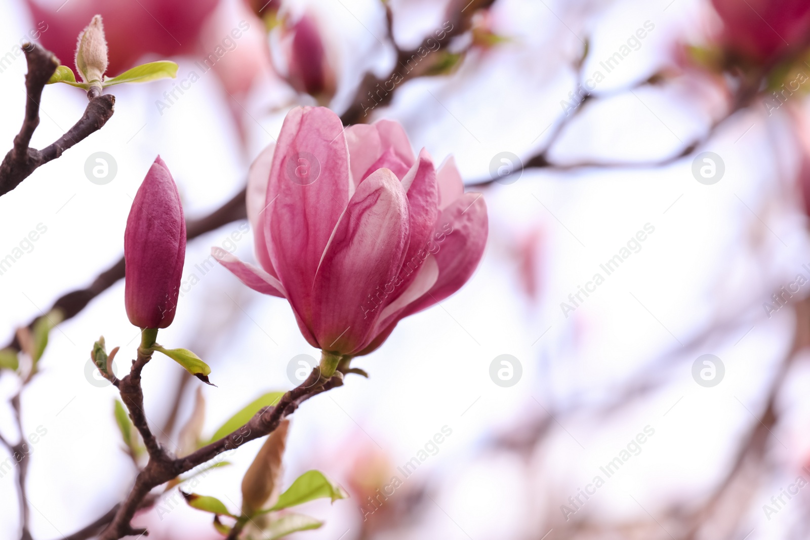 Photo of Beautiful magnolia tree with pink blossom outdoors, closeup. Spring season