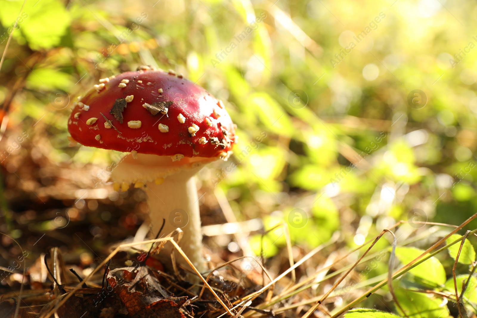 Photo of Fresh wild mushroom growing in forest, closeup. Space for text