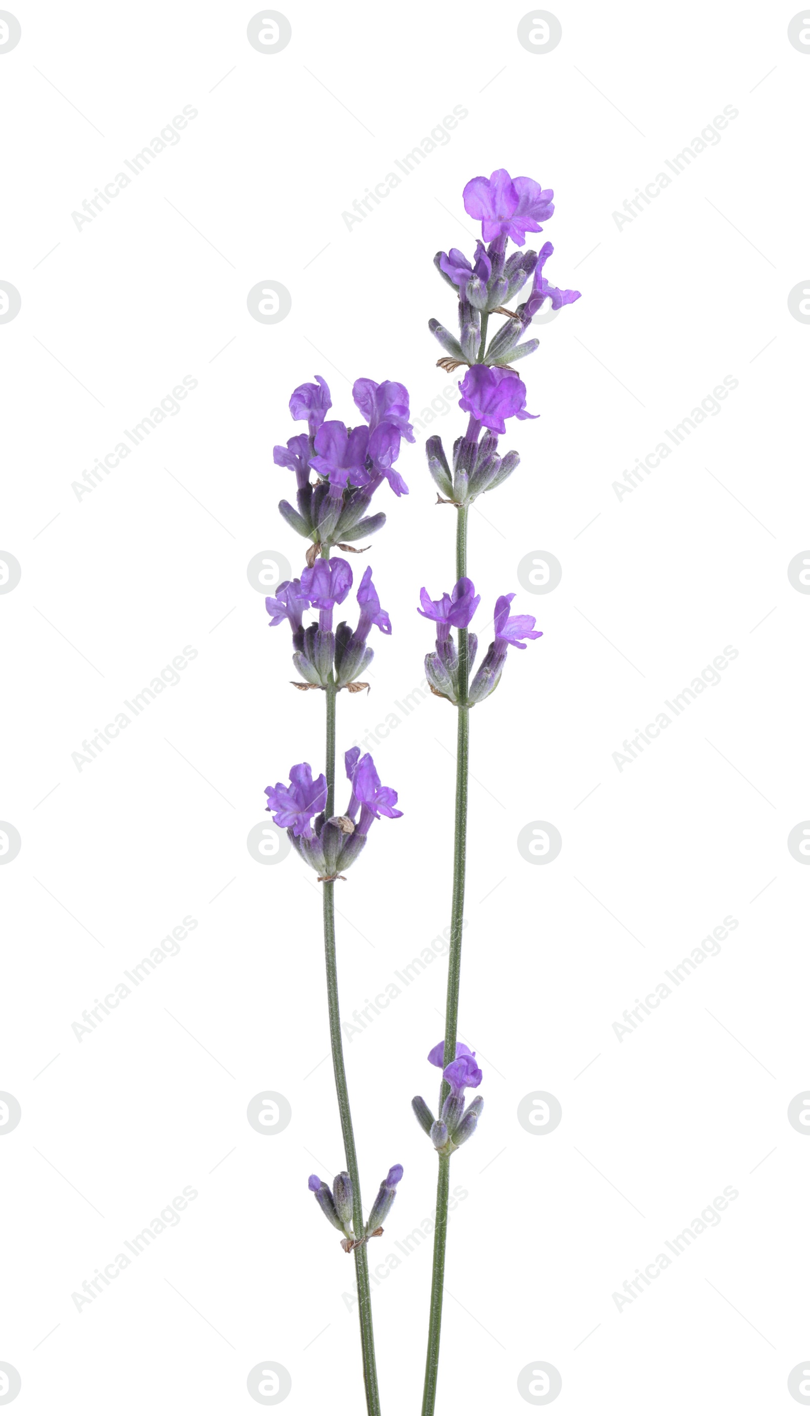 Photo of Beautiful blooming lavender flowers isolated on white