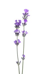 Photo of Beautiful blooming lavender flowers isolated on white