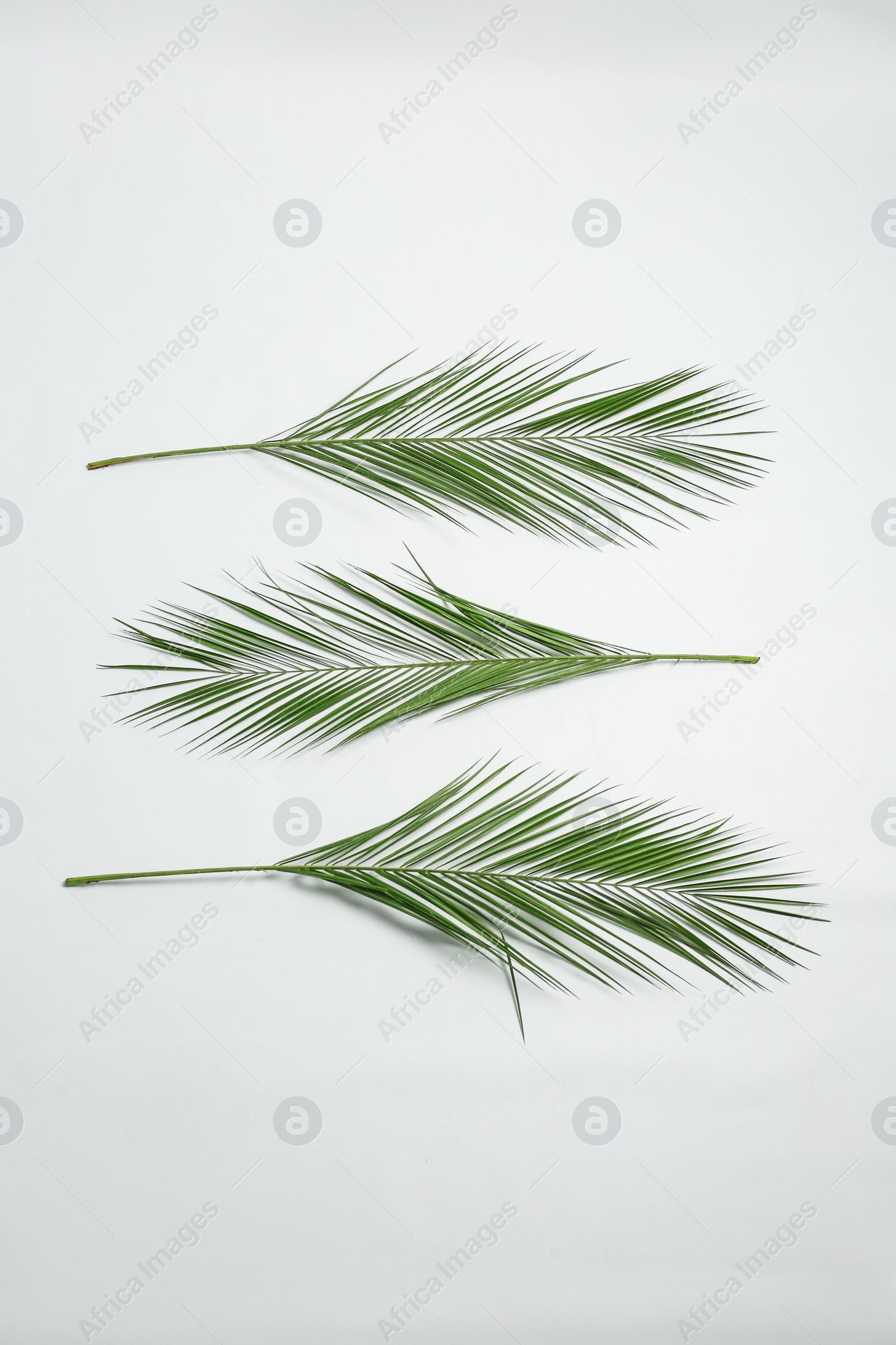 Photo of Beautiful tropical leaves on white background