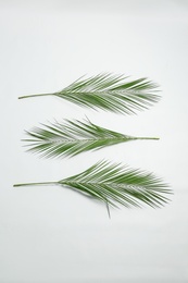 Beautiful tropical leaves on white background