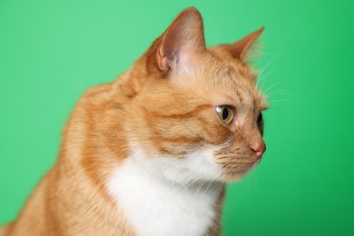Cute ginger cat on green background. Adorable pet