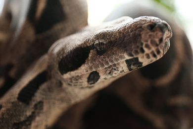 Photo of Closeup view of brown boa constrictor. Exotic snake