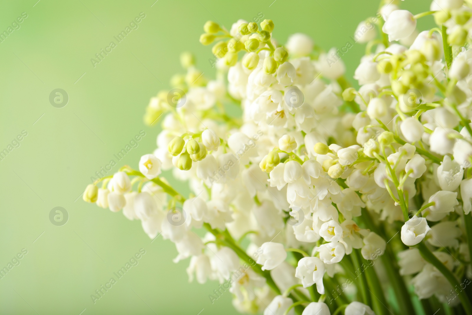 Photo of Beautiful lily of the valley flowers on green background, closeup